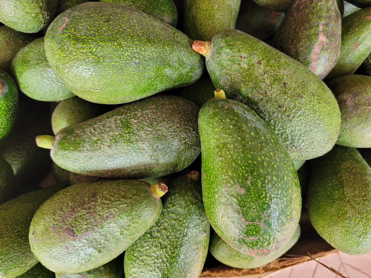 Avocado