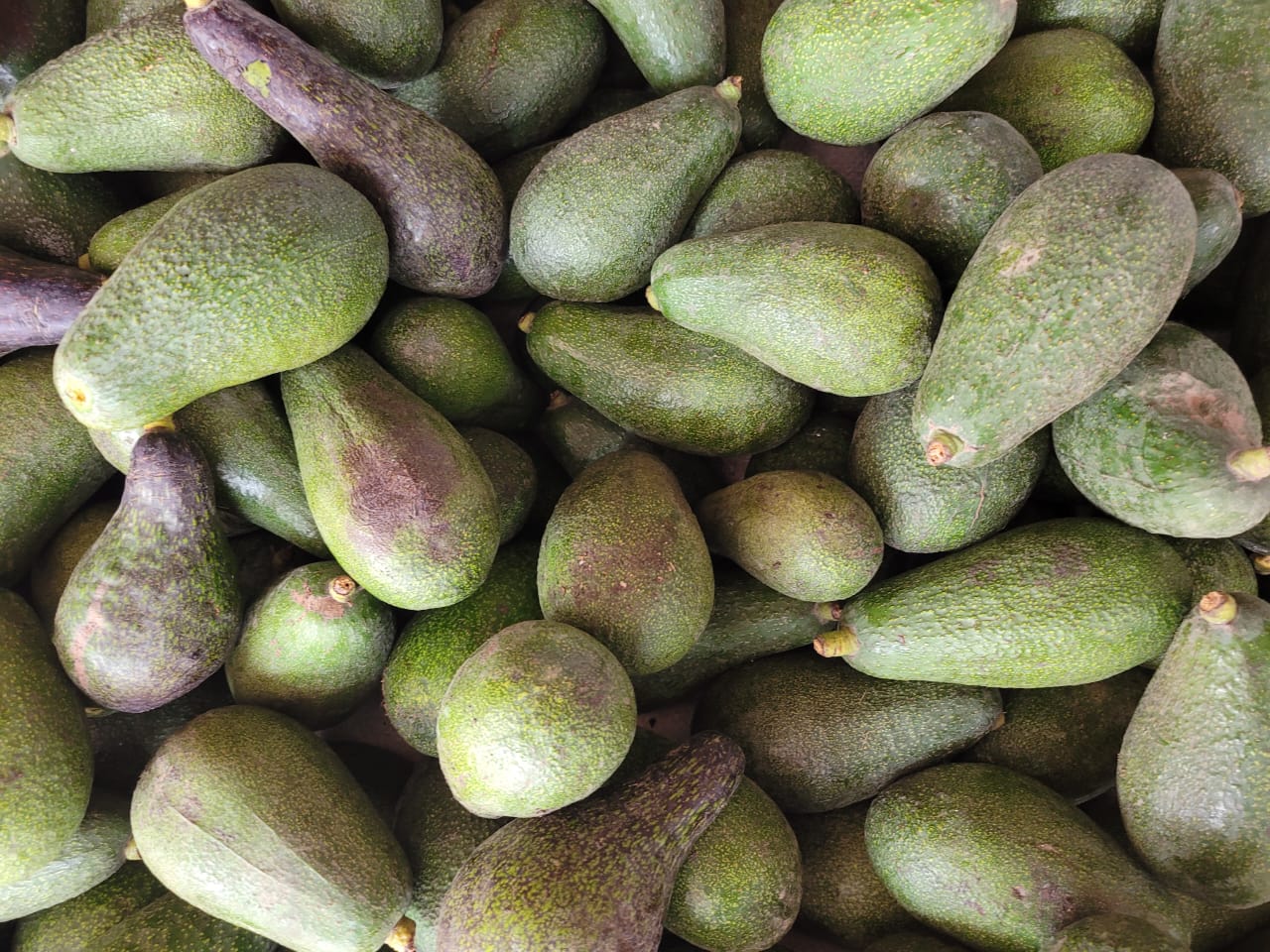 Avocado