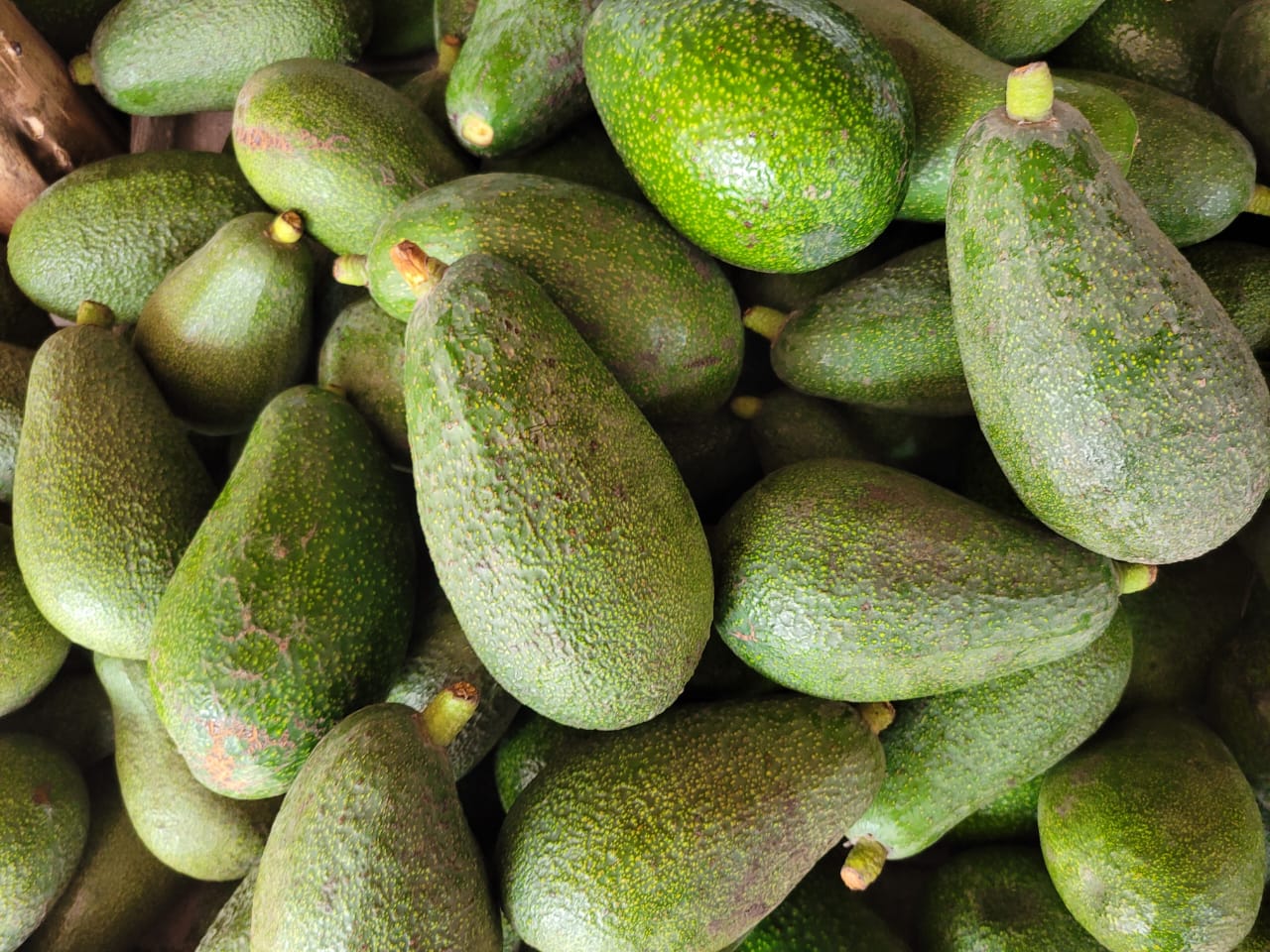 Avocado