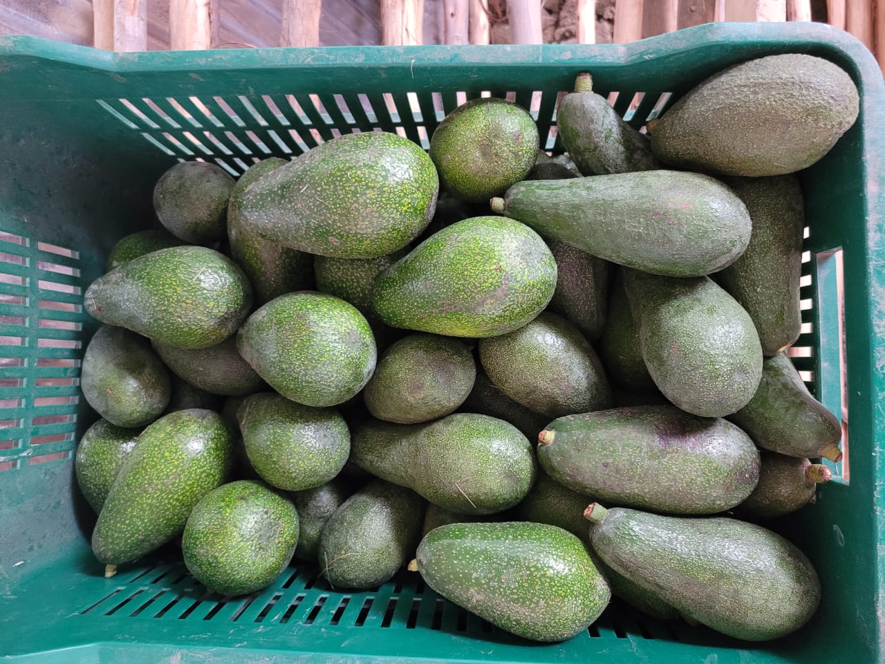 Avocado