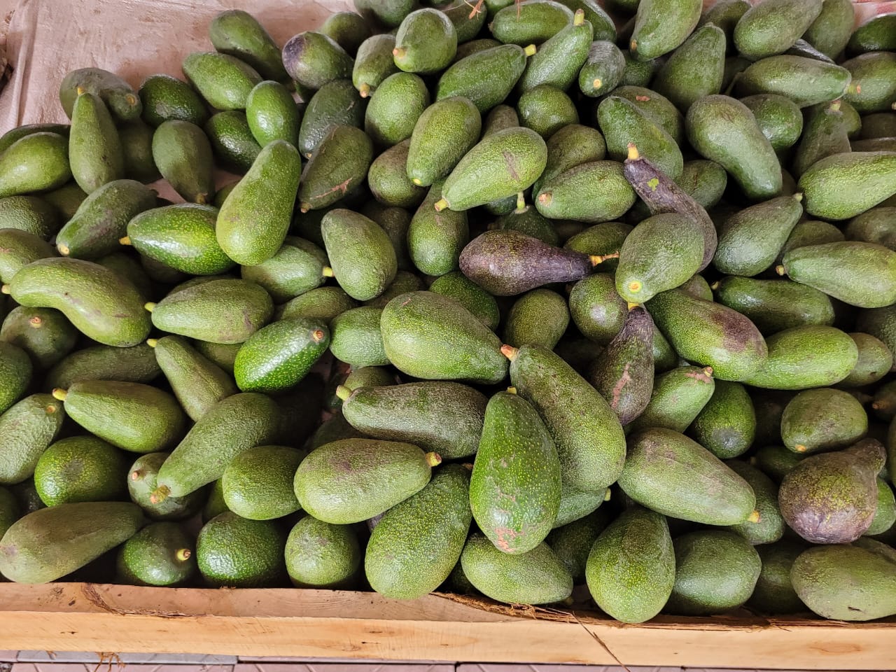 Avocado