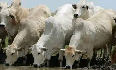 Boran cattle