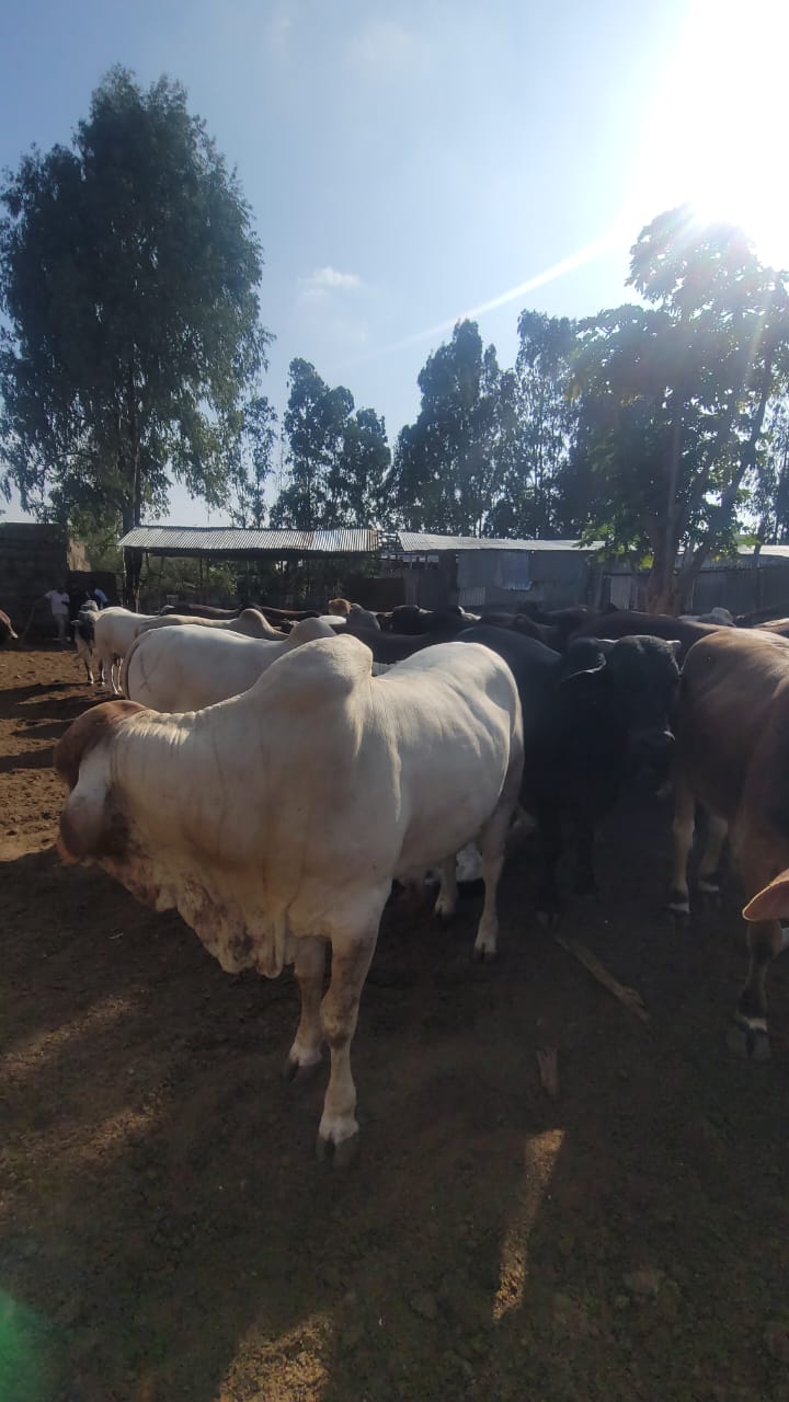 Boran cattle