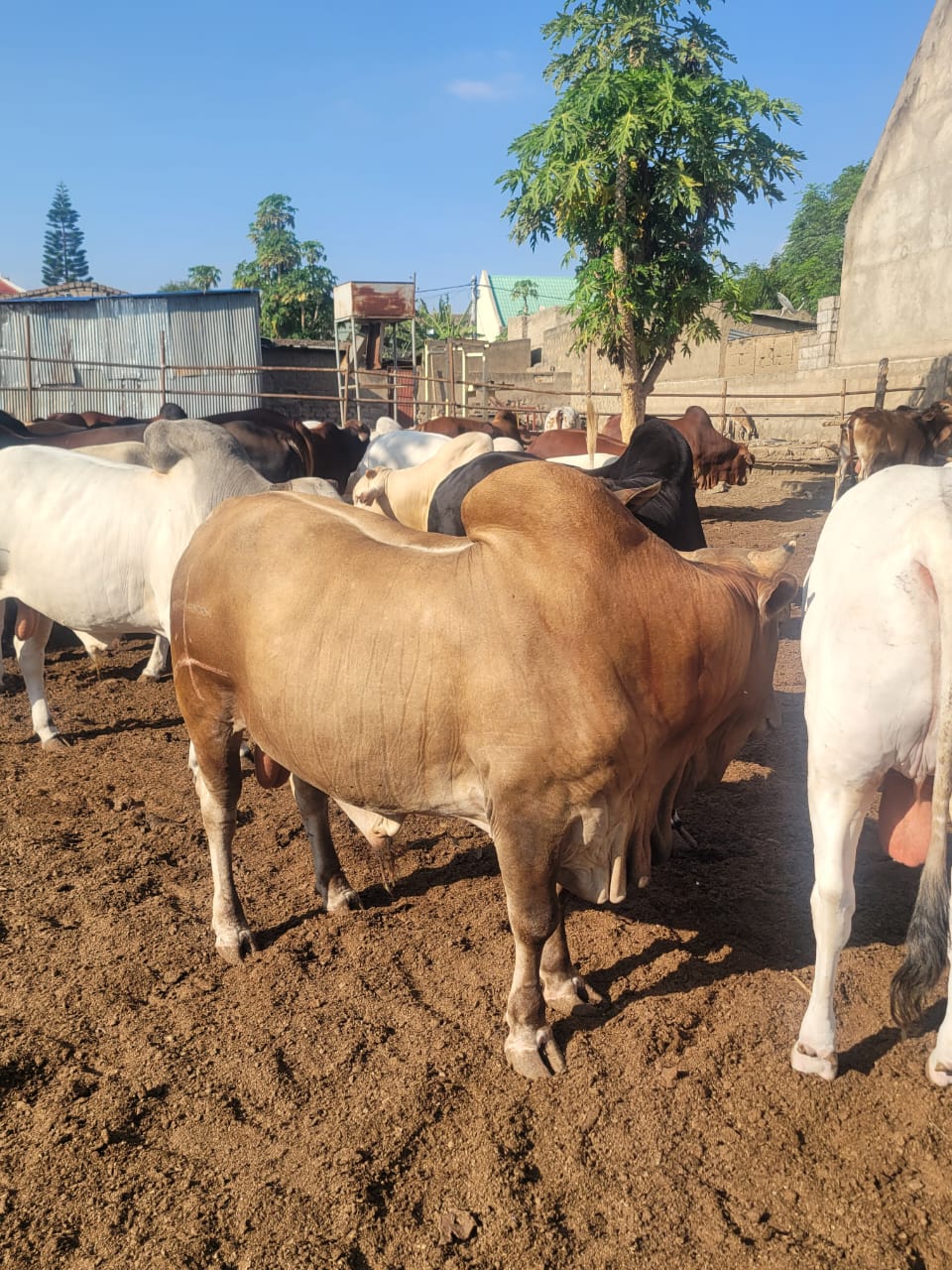 Boran cattle