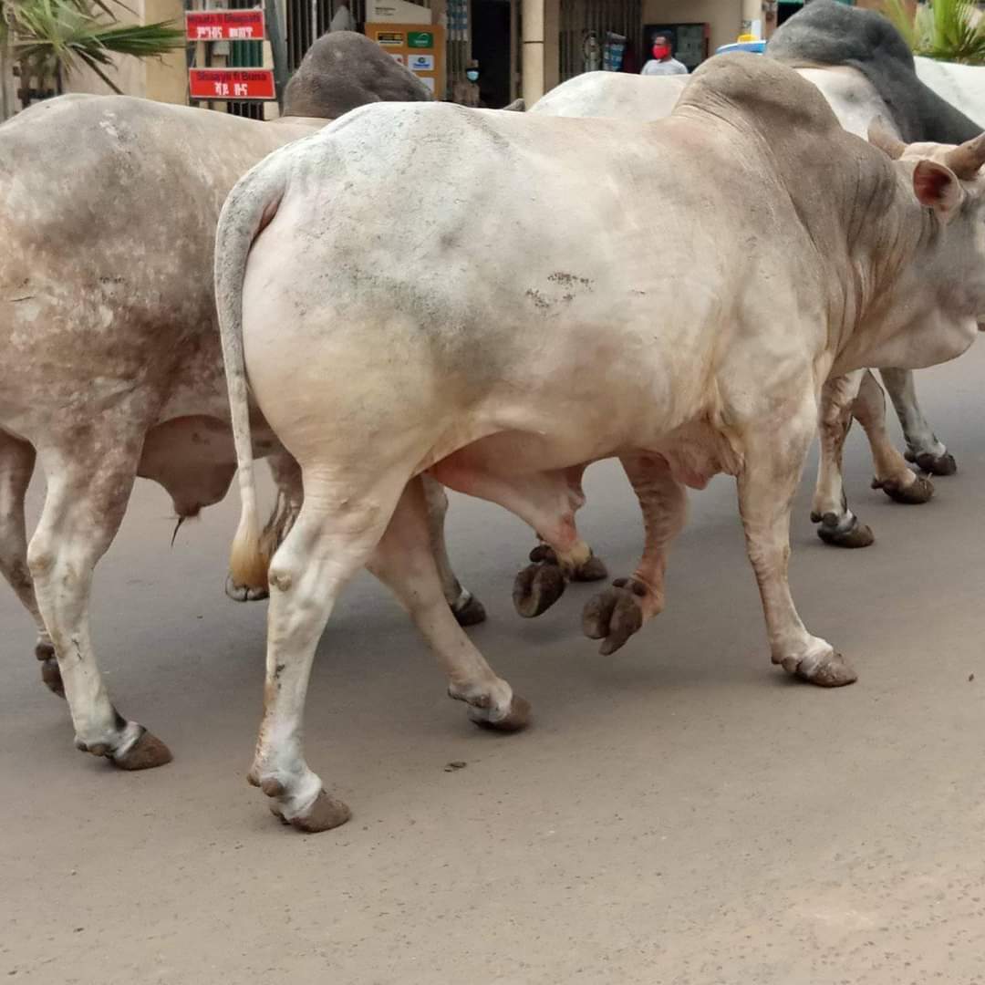 Boran cattle