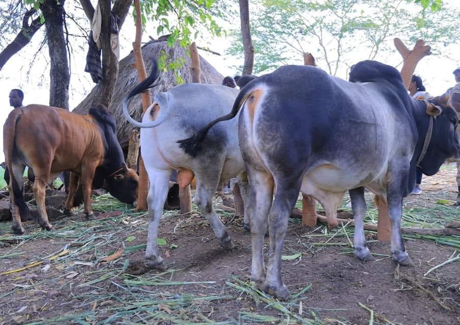 Boran cattle