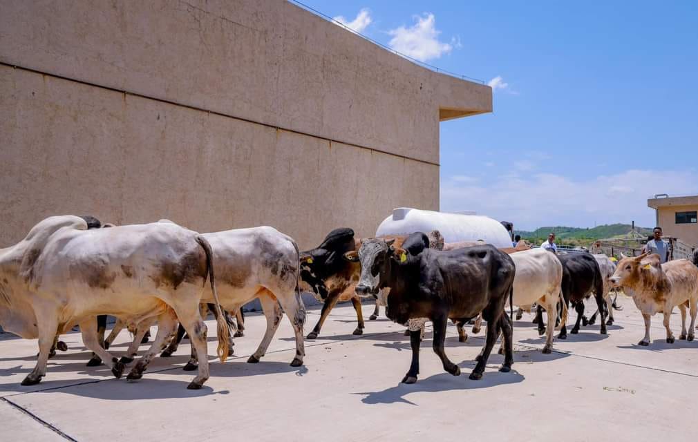 Boran cattle