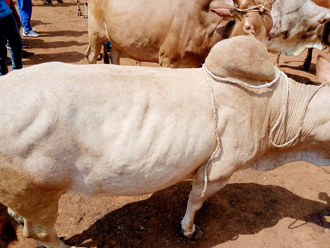 Boran cattle
