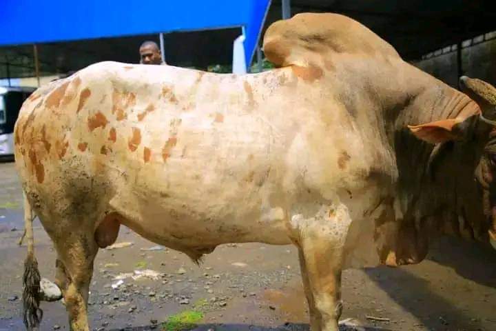 Boran cattle