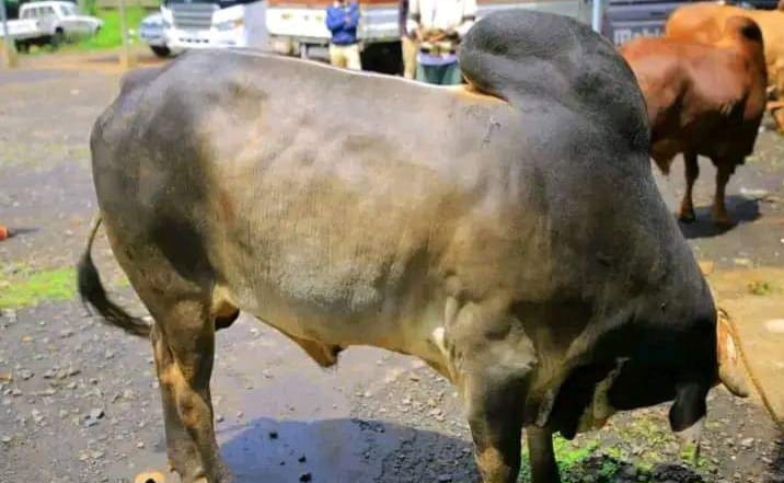 Boran cattle