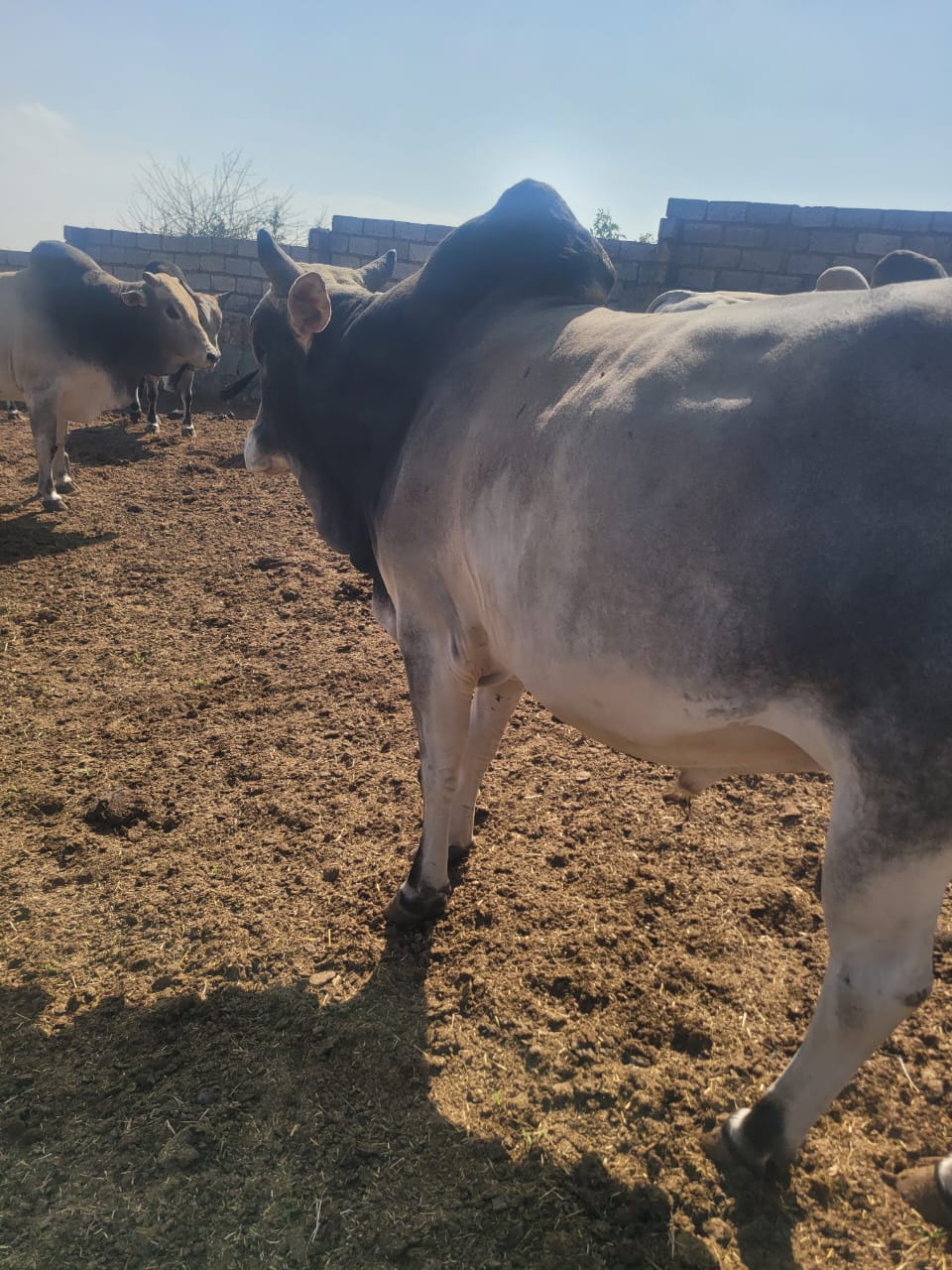 Boran cattle