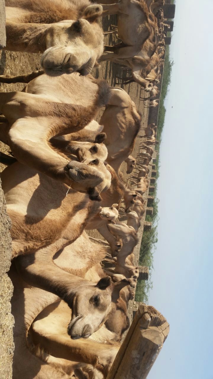 Camels