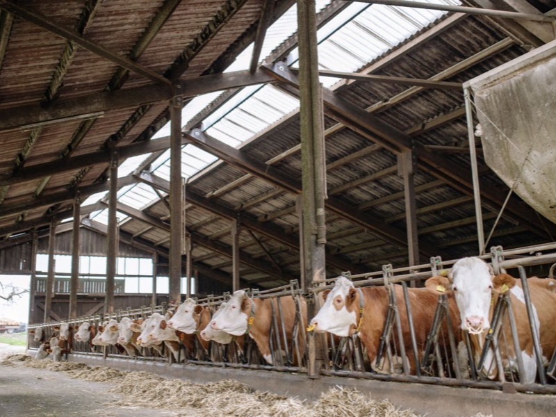 Livestock