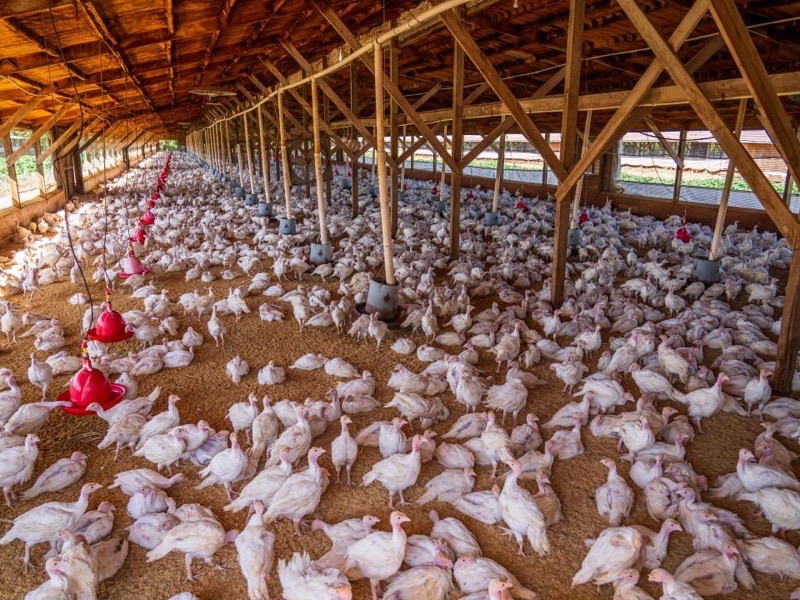 Poultry
