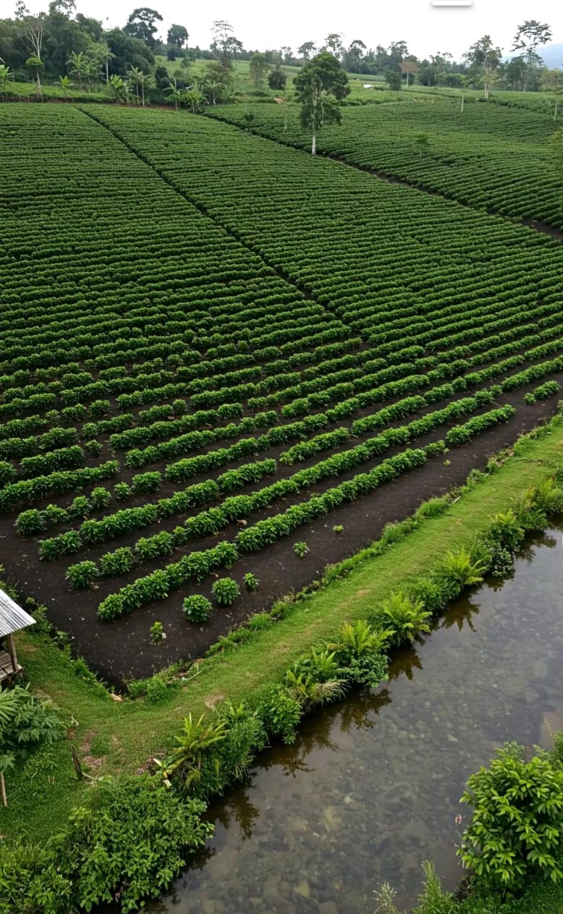 Coffee farm