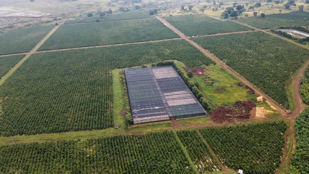 Coffee farm
