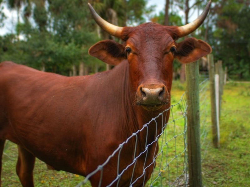 Boran cattle