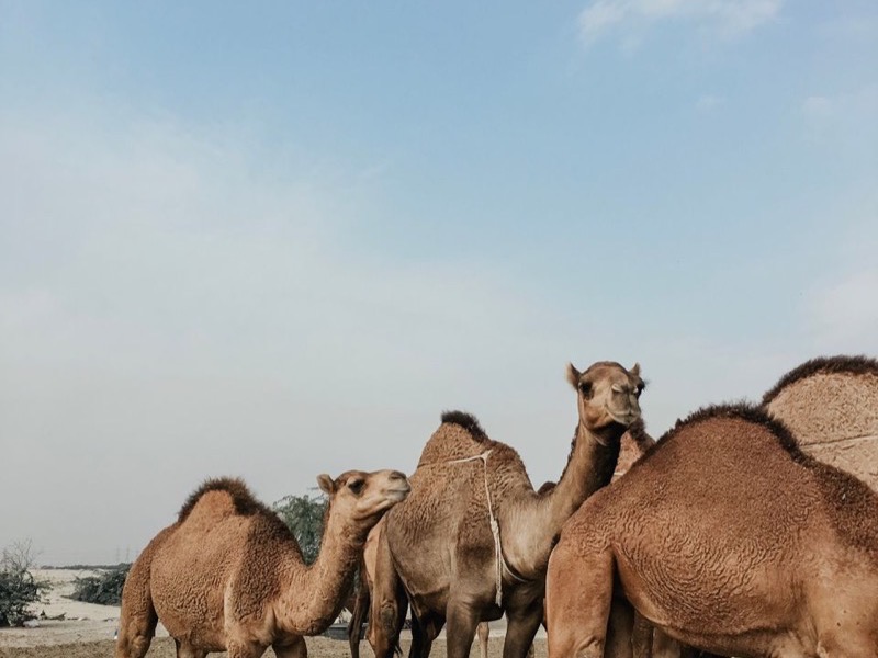 Camels