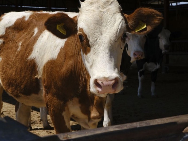 Dairy cows