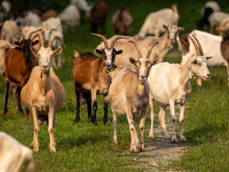 Goats