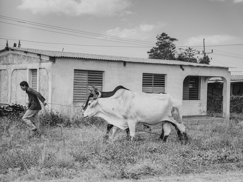 Oxen