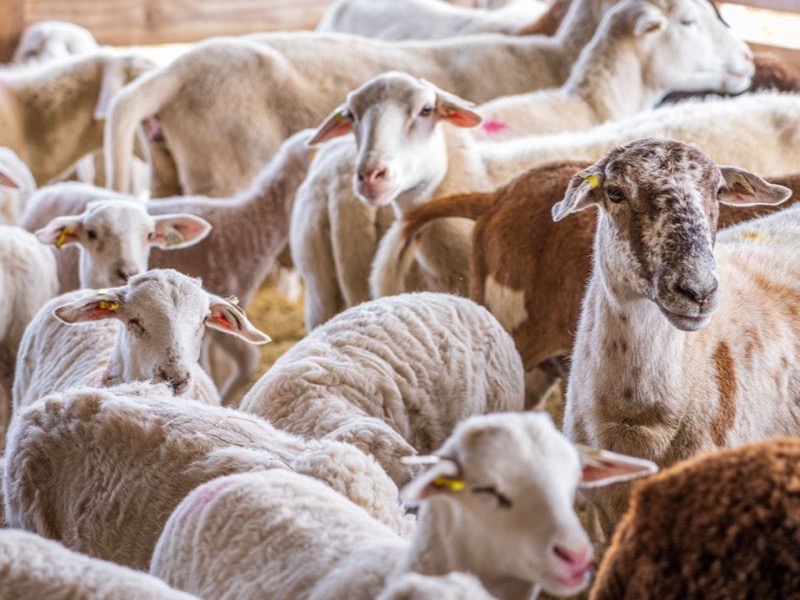 Sheep