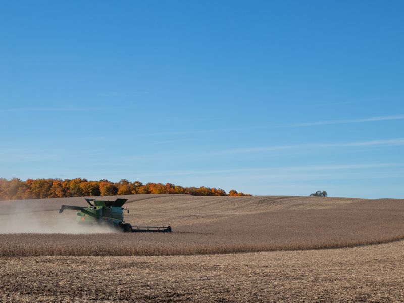 Soybean