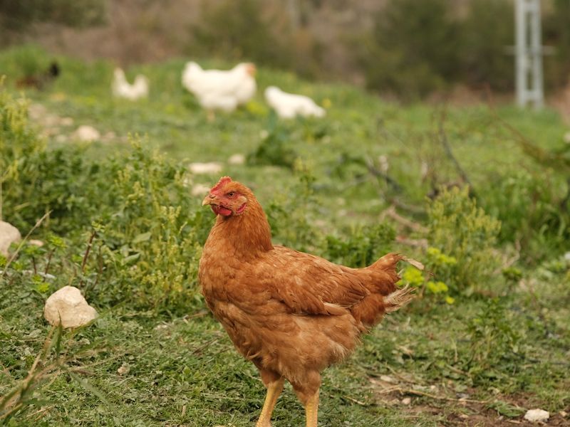 Live Chicken