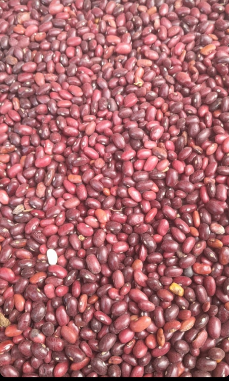 Red kidney beans