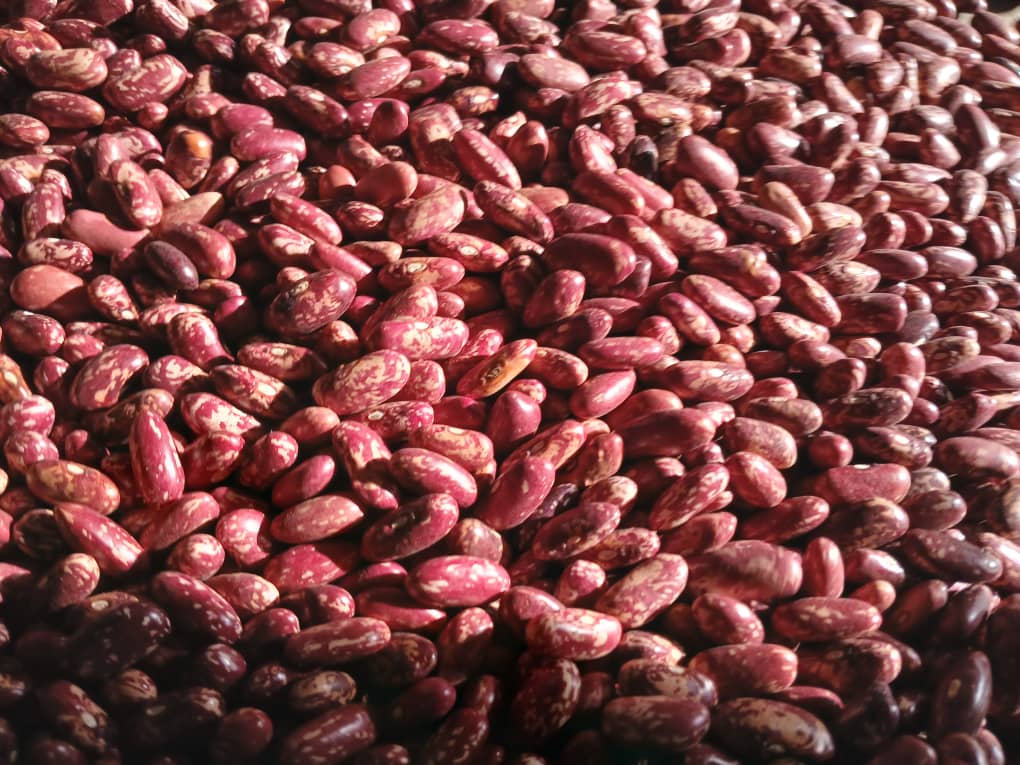 Red kidney beans