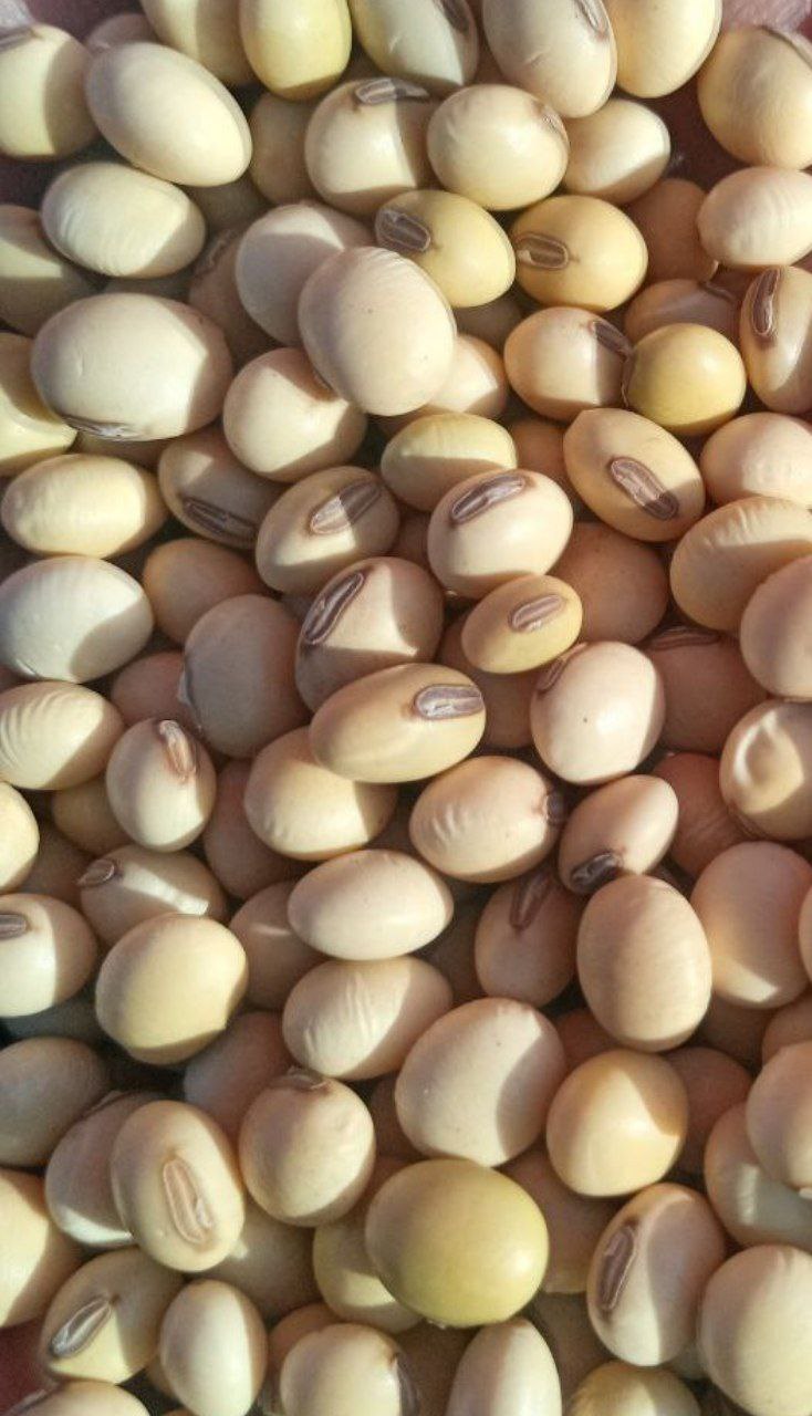 White pea beans