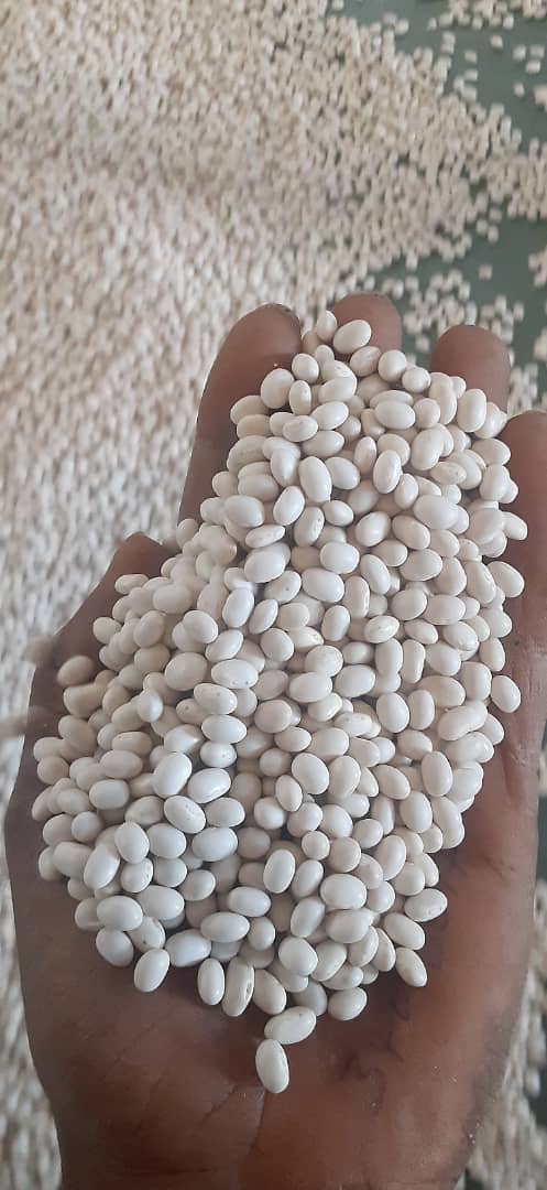 White pea beans